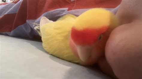 DIY aviary completed : r/parrots