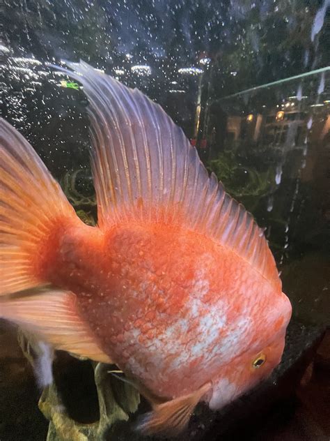 tips for parrot sick fast 5