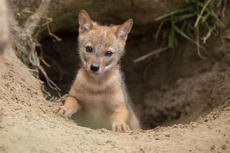 Golden Jackal pup. The golden jackal is monogamous, the breeding pair ...