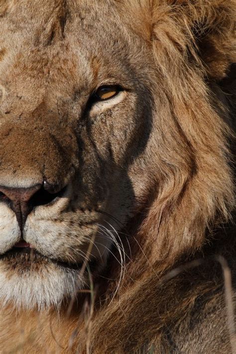 Lion, Kenya. | Lion, Kenya, Animals