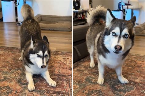 Corgi Husky BELLA꧂ (@bellahuskycorgi) • Instagram Photos And