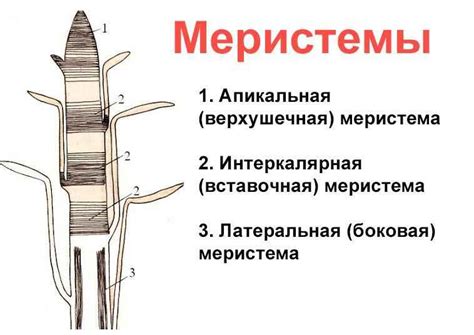 Основные ткани растений - виды, строение и процессы — Природа Мира