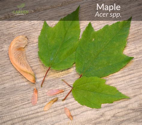 Maple Tree Seed Pods