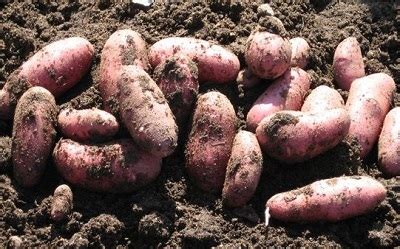 Семенной картофель, сорта для Ленинградской области и северо-запада ...