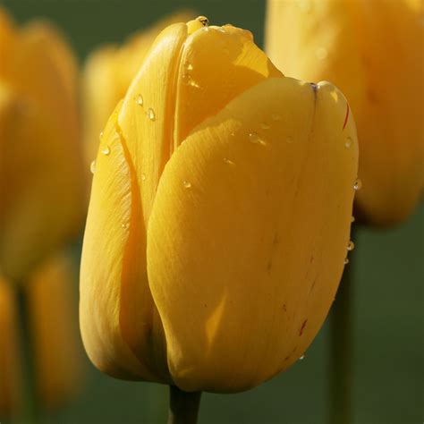 Tulip Darwin hybrid 'Golden Apeldoorn' : buy Tulip Darwin hybrid