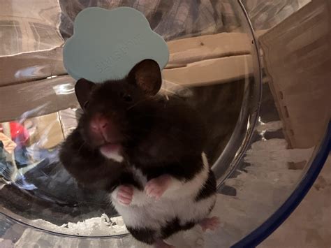 Tiggy the piggy : r/hamsters