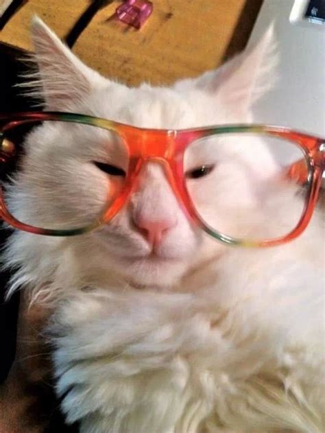Goofy kitty | Silly cats, Crazy cats, Cute animals