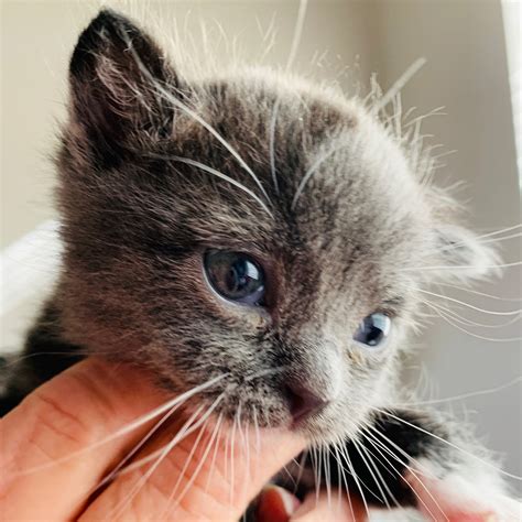 newborn kitten rescue
