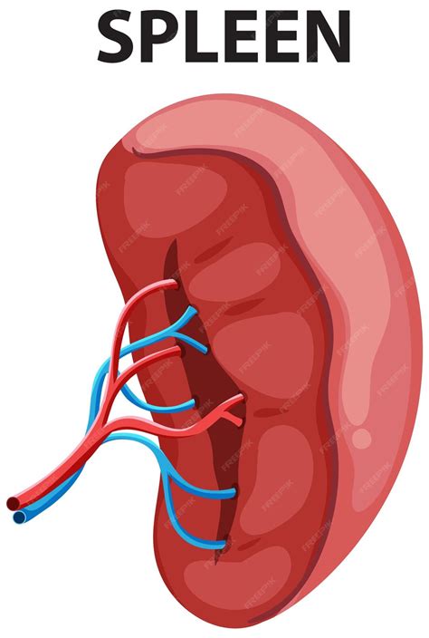 vector human spleen anatomy illustration