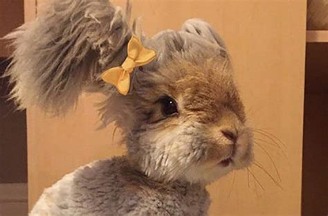 Bunny Went Viral Because Of Looking Like A Teddy Bear - Everythingfun