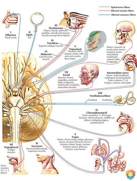 Olfactory Nerve Pathways Cranial Nerves Nerve Neuro | Images and Photos ...