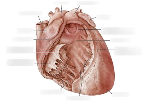 right ventricle Diagram | Quizlet