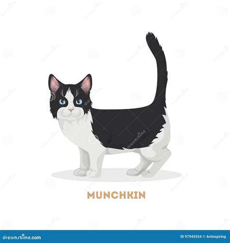 Isolated munchkin cat. stock vector. Illustration of home - 97945554