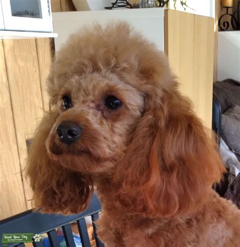 Red toy poodle stud - Stud Dog in Rolla, MO, the United States | Breed