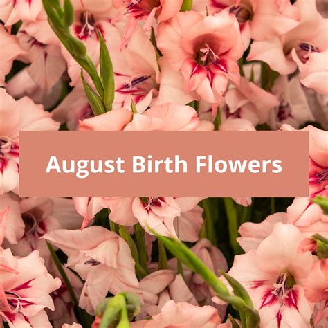 august birth flowers gladiolus poppy symbolic meaning
