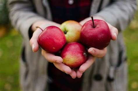 Oak Glen Apple Picking 2024 Guide: U-pick Farms, Cider Donuts, Petting Zoo - Any Tots