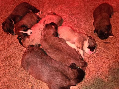 Caucasian Ovcharka - AsianBears.net