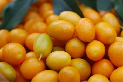 кумкваты что это такое и как кушать правильно