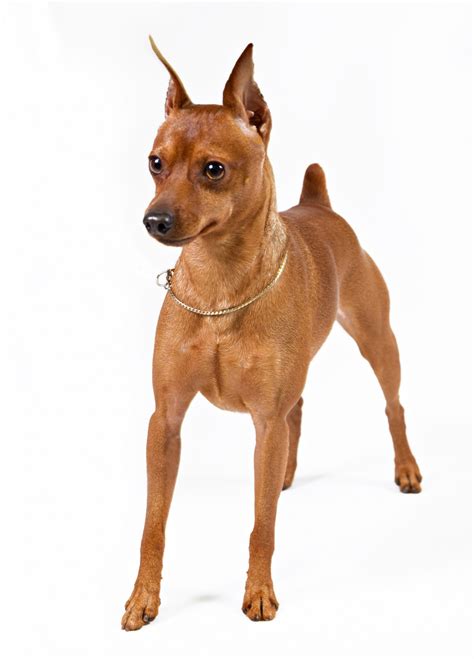 What To Do If A Dog Dies At Home