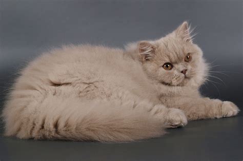 Британская длинношерстная кошка описание породы, характеристики ...