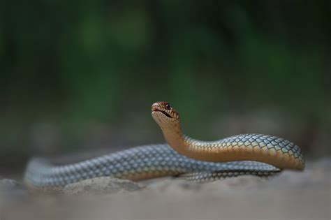 Голям стрелец (Coluber caspius) | Author Petar Belev - nislon | PHOTO FORUM