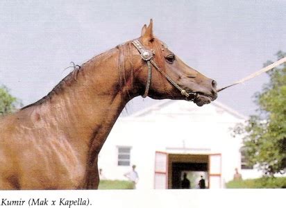 Kumir (Mak x Kapella)