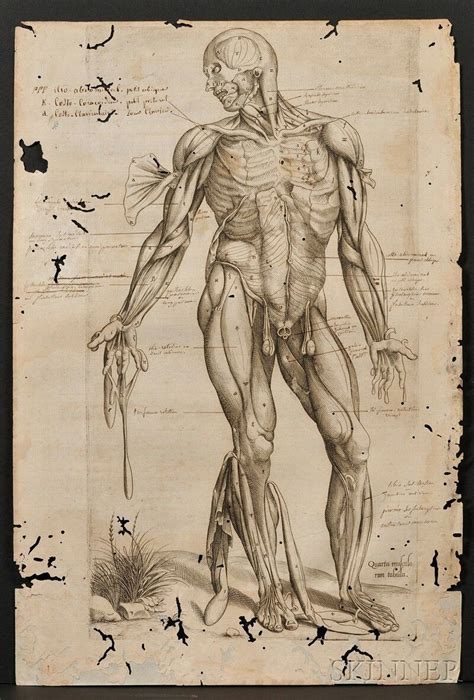 Vesalius, Andreas (1514-1564) | Andreas vesalius, Andrea, Anatomy
