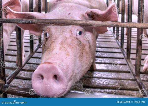 Голова свиньи в клетке стоковое фото. изображение насчитывающей лениво ...