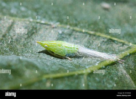 flatid planthopper nymph  leaf  south wales australia stock