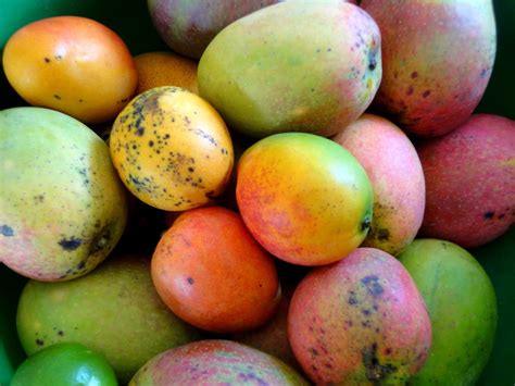 types  mango fruit   types  mangoes wvmbv