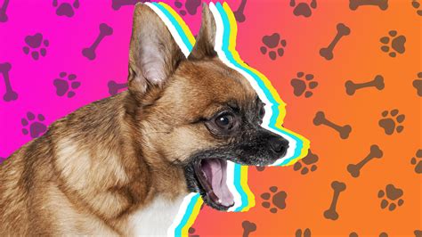 Why Your Dog Won't Stop Barking At Night (and How To Stop Them