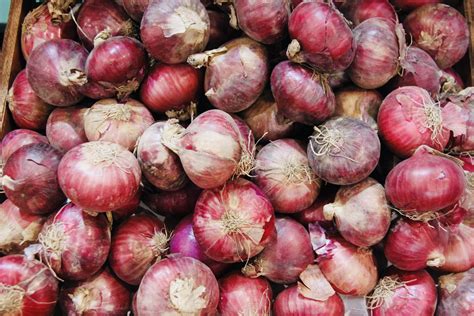 Onion Regulations at Janna Altieri blog