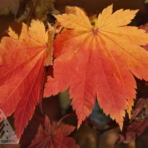 Acer japonicum 'Vitifolium' from NVK Nurseries