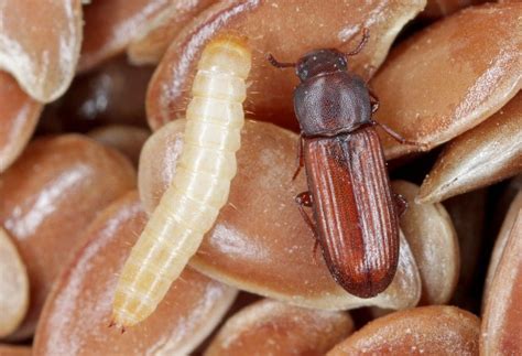 phases   beetle life cycle  lifespan