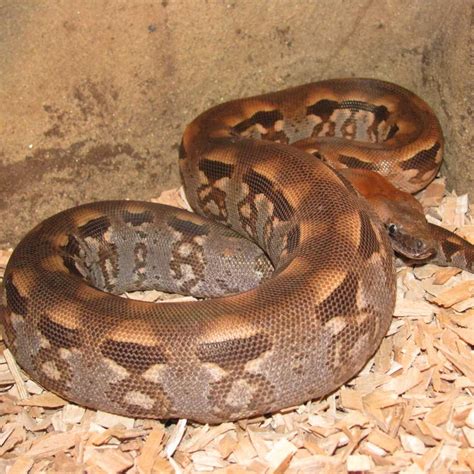 Мадагаскарский удав Дюмериля - Zoo