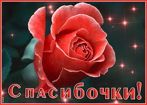 Милая открытка спасибочки с розой- Скачать бесплатно на otkritkiok.ru