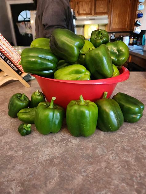 Final bell pepper harvest of the year : r/gardening