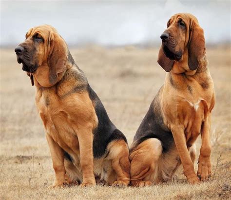 top  hound dog breeds   great  family pets