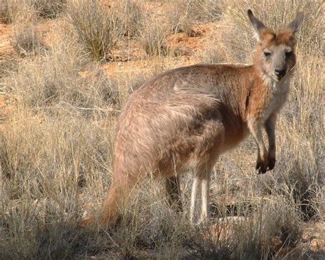macropus alchetron   social encyclopedia