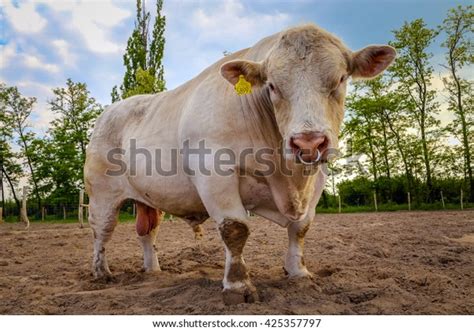 Charolais Beef Cattle Breed Bull On Stock Photo (Edit Now) 425357797