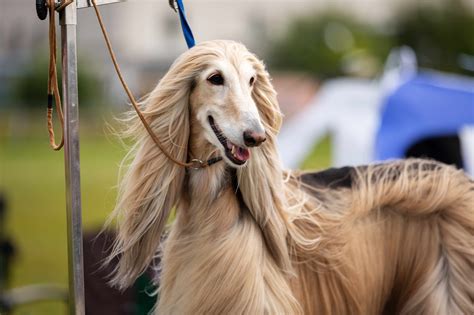 30 Hound Dog Breeds Every Dog-Lover Should Know | PetMD