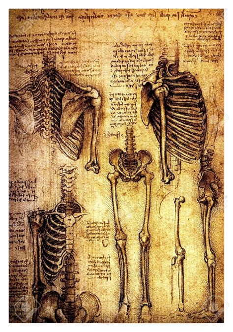 Leonardo Da Vinci Anatomy Drawings Pdf