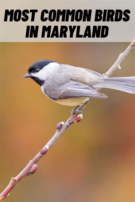12 Most Common Birds in Maryland (With Pictures)