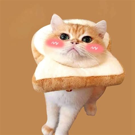 Cat восстановления целебный воротник хлеб в форме мягкая заживления ран ...