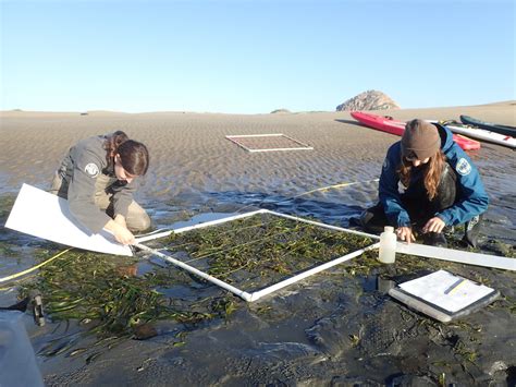 Does Morro Bay support healthy eelgrass beds? - Morro Bay National