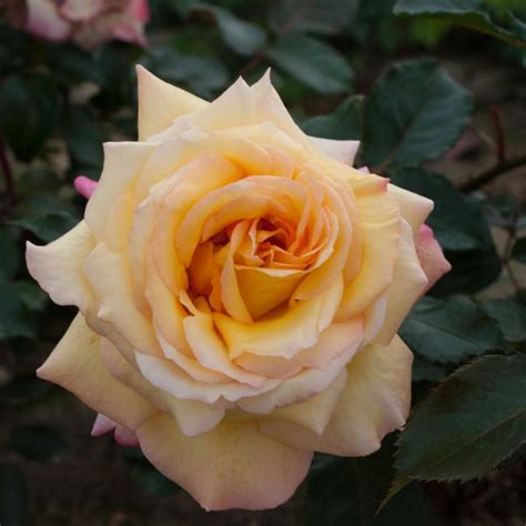 Rosa Catherine laborde® ADAelseize