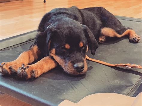 Dog Boarding | Seattle K9 Command