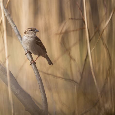 Michigan Birds: 24 Common Birds in Michigan (with Pictures)