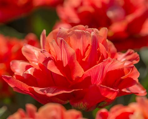Tulip 'Valdivia' bulbs — Buy online at Farmer Gracy UK
