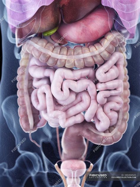 Illustration of human abdominal anatomy in body silhouette. — Digitally ...